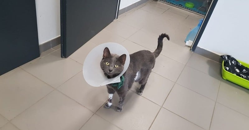 À Lyon, un chat a subi une transplantation rénale, une première en France