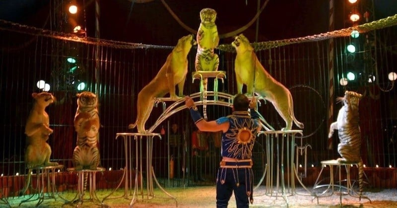 Les animaux sauvages sont désormais interdits dans les cirques à Paris