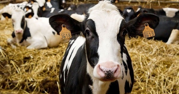 « Il n'y a aucun argument moral qui ne tienne pour infliger des souffrances non nécessaires et des tortures incessantes à des êtres vivants sensibles » : 26 ONG signent un manifeste pour que les souffrances animales cessent