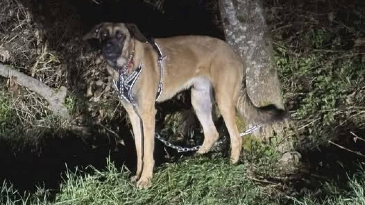 Le chien abandonn&eacute;