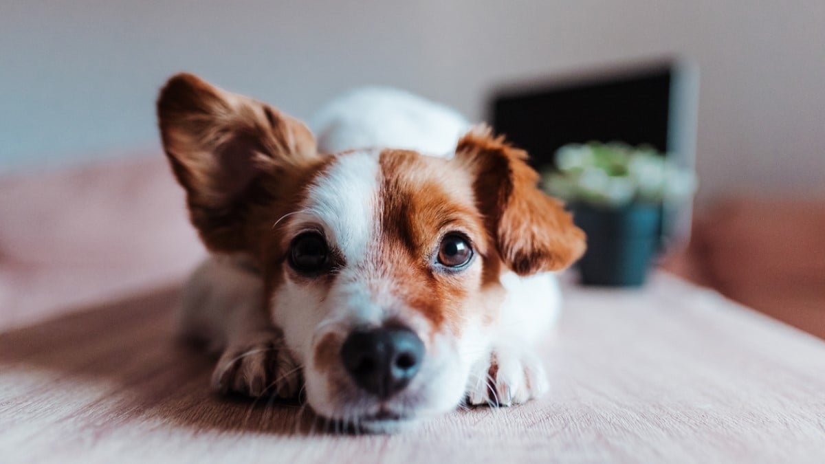 Les chiens comprennent très bien ce que vous leur dites, d'après une nouvelle étude