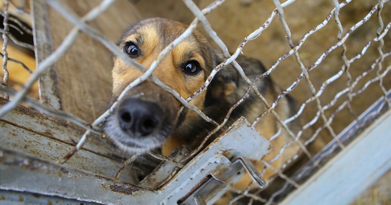 La cruauté envers les animaux en passe de devenir un crime fédéral aux États-Unis 