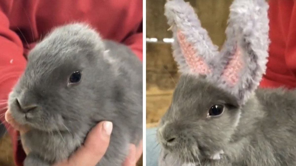 Né sans oreilles, ce lapin a reçu une adorable surprise de la part d'une fermière passionnée de crochet 