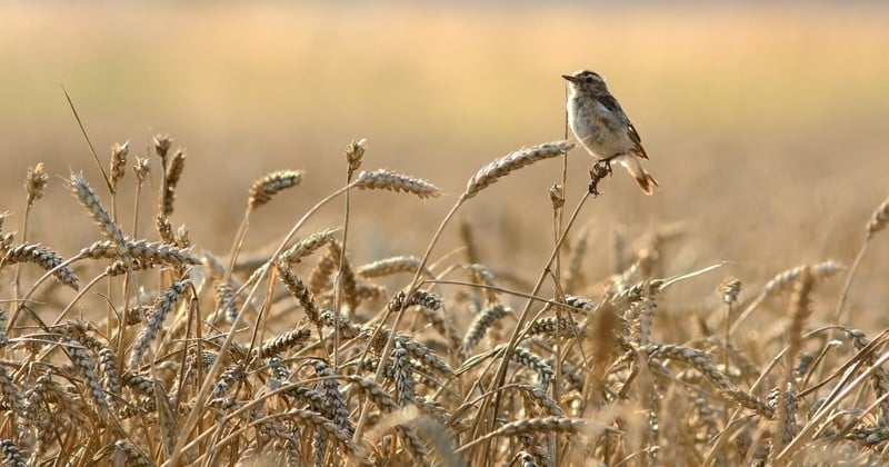 La disparition rapide des oiseaux dans les campagnes françaises avoisine la « catastrophe écologique », selon le CNRS et le Muséum National d'Histoire Naturelle 