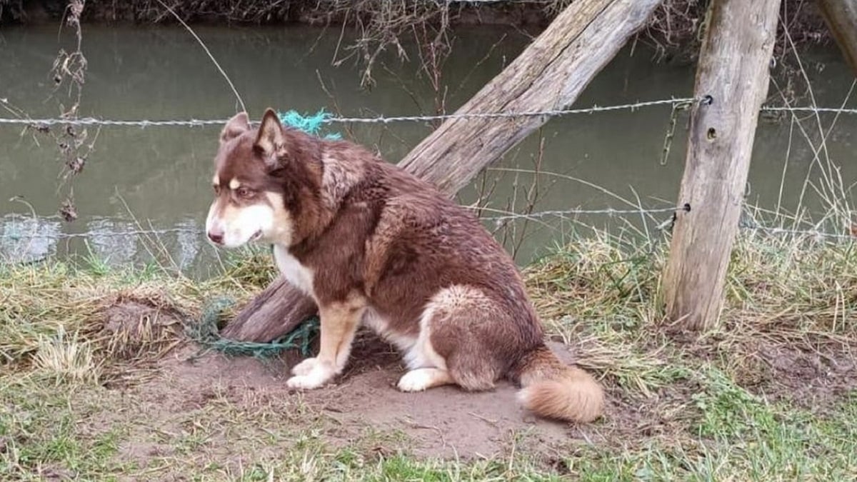 « Elle n'avait aucune chance » : attachée et abandonnée sur le bord de la route, une chienne retrouvée une semaine plus tard dans un état terrible 