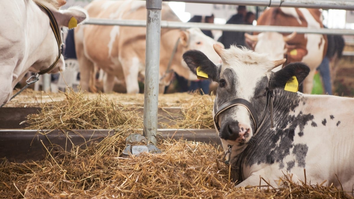 “On a la même passion des vaches” : quand le Salon de l'agriculture devient le lieu des rencontres amoureuses