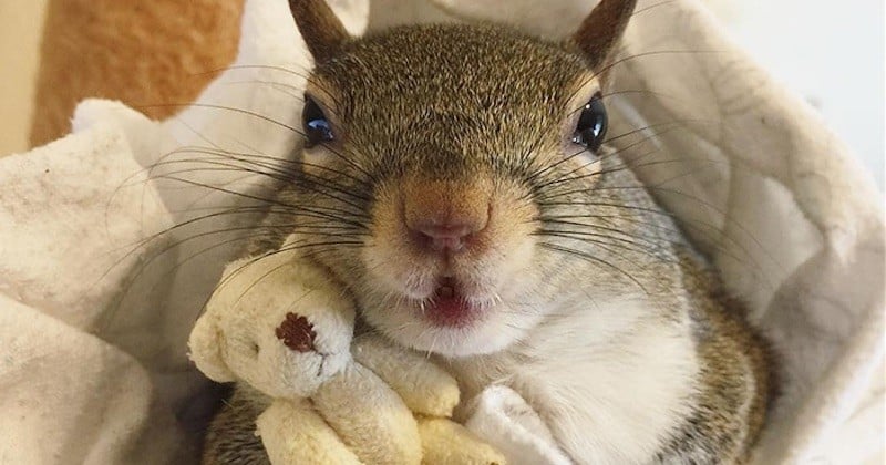 Secouru d'un ouragan, cet écureuil adopté par sa sauveuse ne peut plus s'endormir sans sa peluche