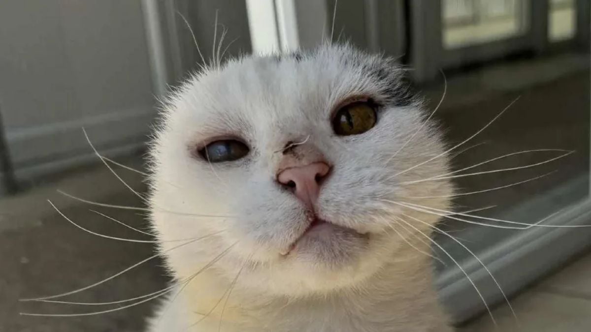 Cet adorable chat sans oreilles recherche un nouveau foyer aimant après avoir été abandonné