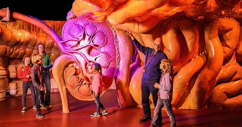 Le Corpus Museum, un musée géant pour découvrir l'intérieur du corps humain