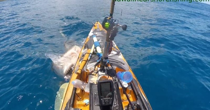 Cette vidéo terrifiante d'un requin attaquant un pêcheur va vous donner des sueurs froides
