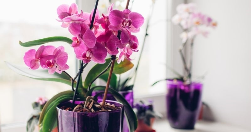 Combien de temps peut-on garder une orchidée ? 
