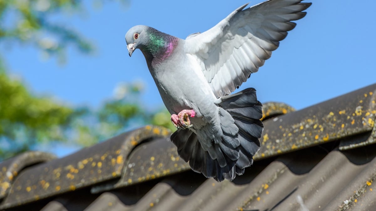 Soupçonné d'espionnage, un pigeon est arrêté et passe 8 mois... en prison