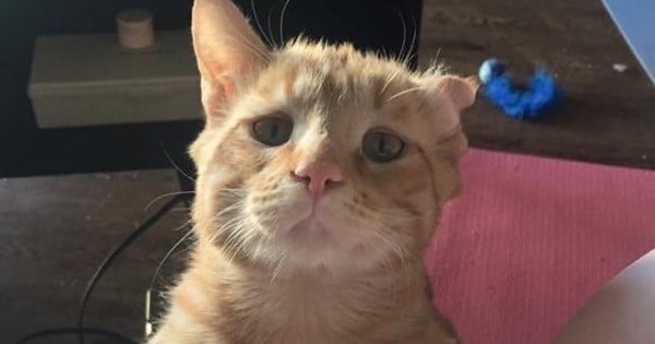 Une femme a adopté le chat « le plus triste du monde ». Après seulement une heure, elle a  commencé à être témoin d'une incroyable transformation !