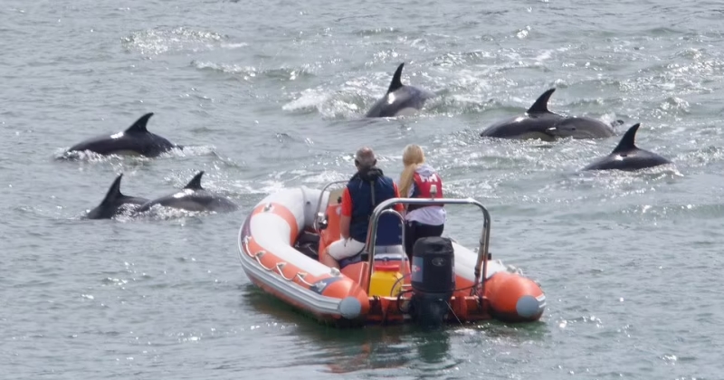Moment rare au Royaume-Uni, où des dauphins sont arrivés dans un port et ont surpris des marins