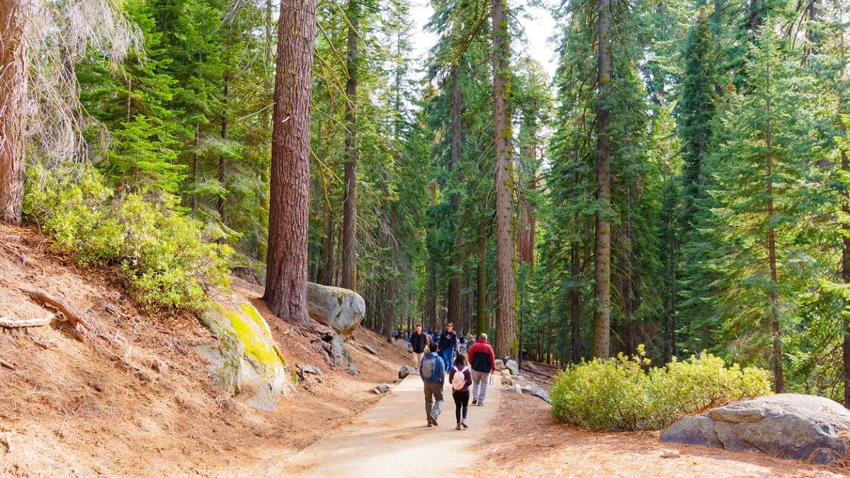 Perdus depuis 24 heures en forêt, une mère et son fils parviennent à alerter les secours grâce à une technique improbable 