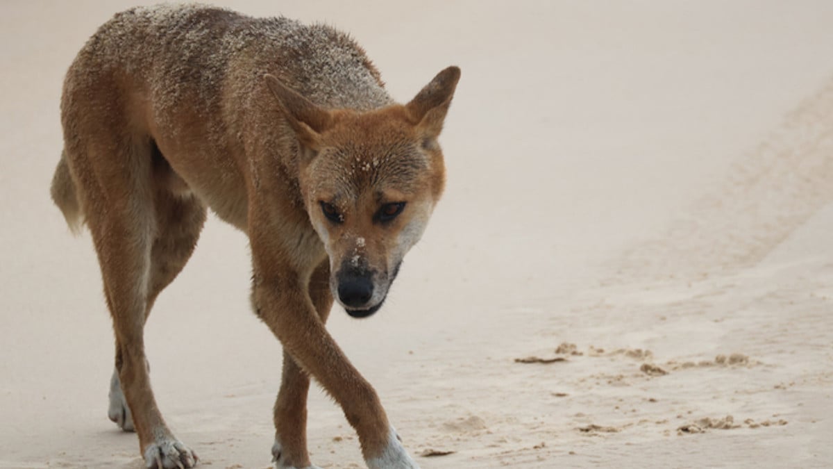 Une touriste de 19 ans aurait été tuée par une dizaine de dingos sur une plage australienne