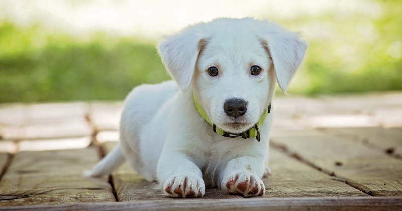3 facteurs indispensables à considérer pour bien choisir un collier GPS pour son chien ou son chat