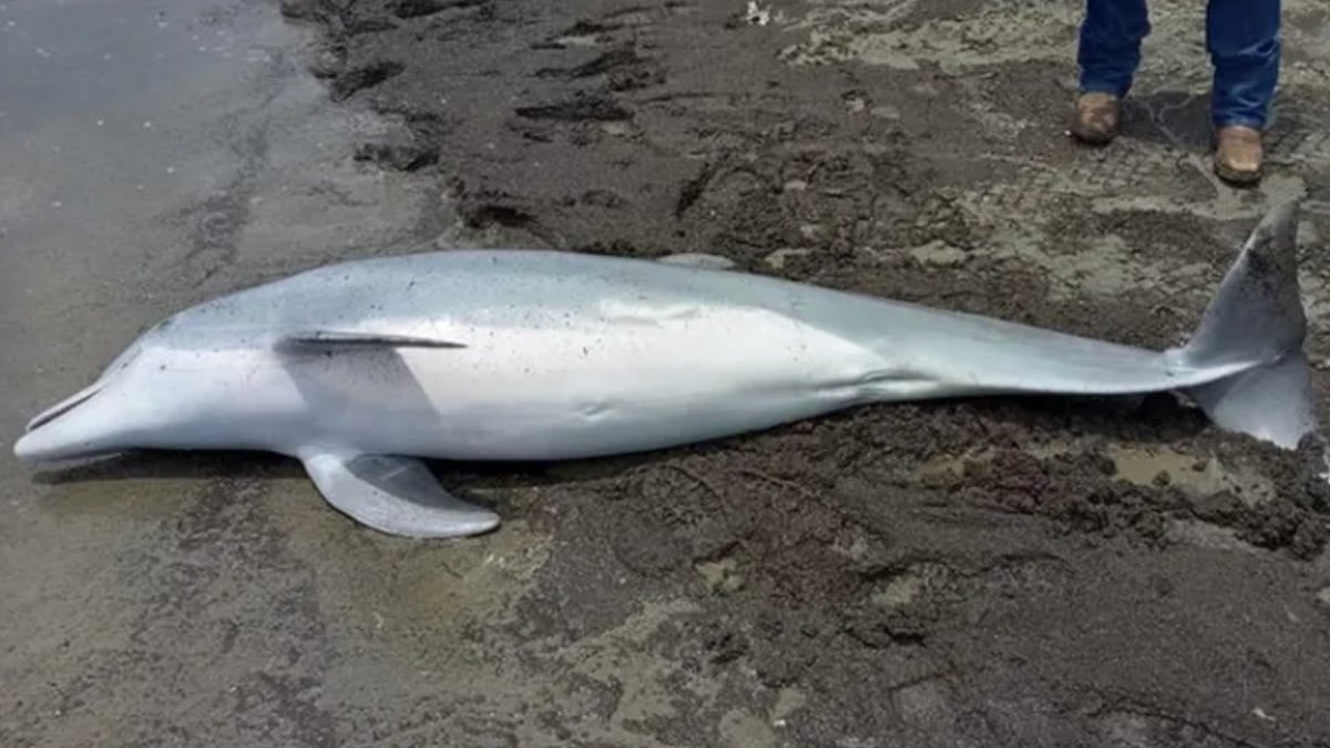 États-Unis : un dauphin retrouvé mort sur une plage, il présentait plusieurs blessures par balles sur le corps