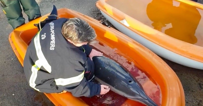 Épuisé après s'être échoué sur une plage du Finistère, ce dauphin a été sauvé par des pompiers