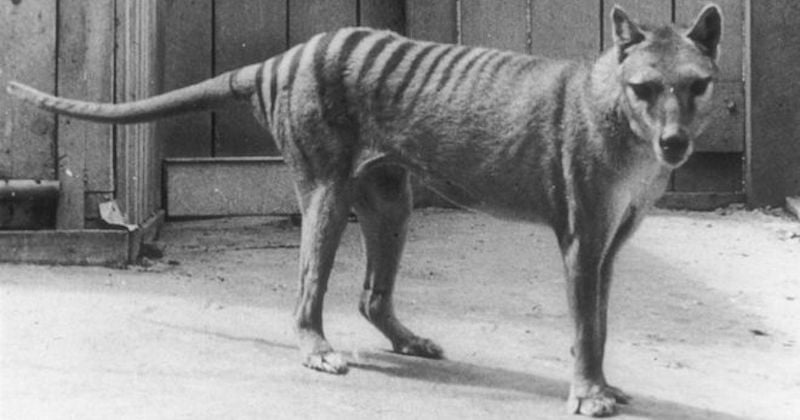 Le tigre de Tasmanie, une espèce disparue depuis 80 ans, aurait été aperçu en Australie
