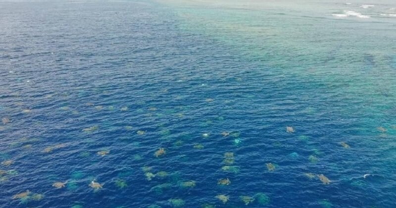 Dans le Nord de l'Australie, des milliers de tortues de mer vertes ont été filmées par un drone