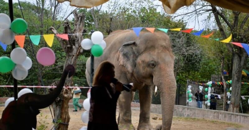 Après 34 ans de maltraitance dans un zoo, un éléphant va rejoindre une réserve naturelle au Cambodge