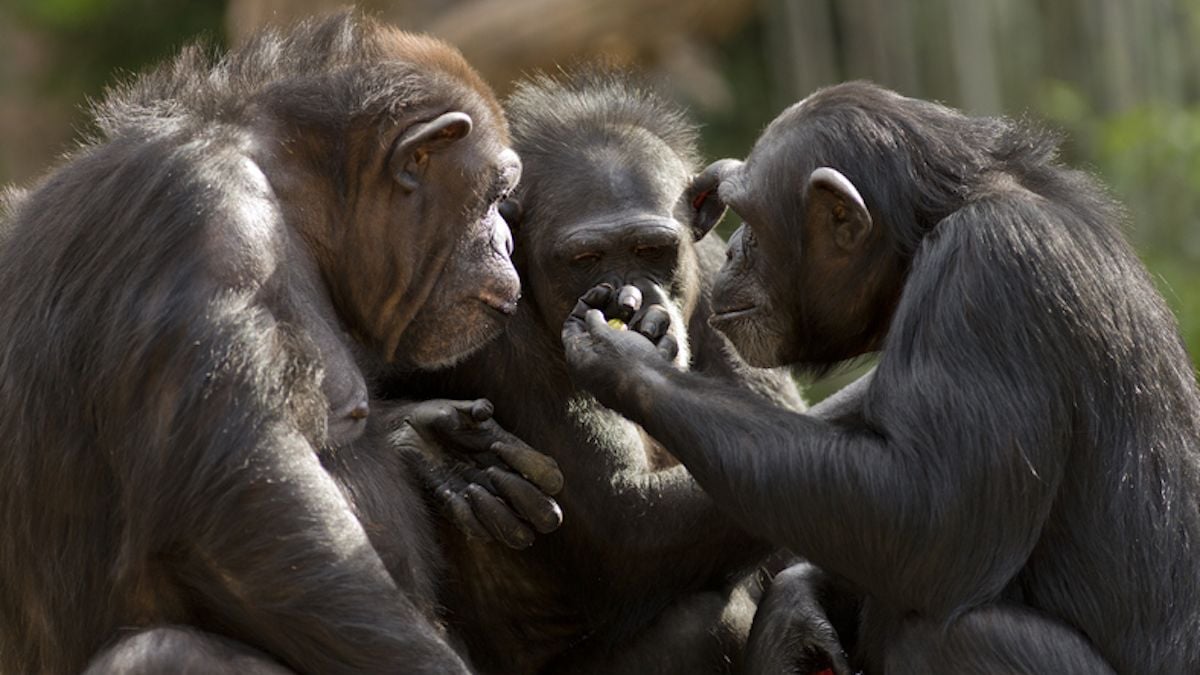 « Singe ivre » : les chimpanzés consomment l'équivalent d'une pinte de bière par jour, selon une étude
