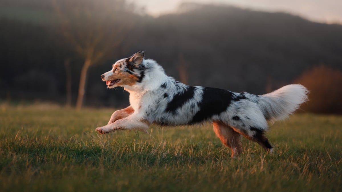 Lâchement abandonné par son maître, ce chien parcourt 70 km pour le retrouver... et lui inflige une bonne leçon