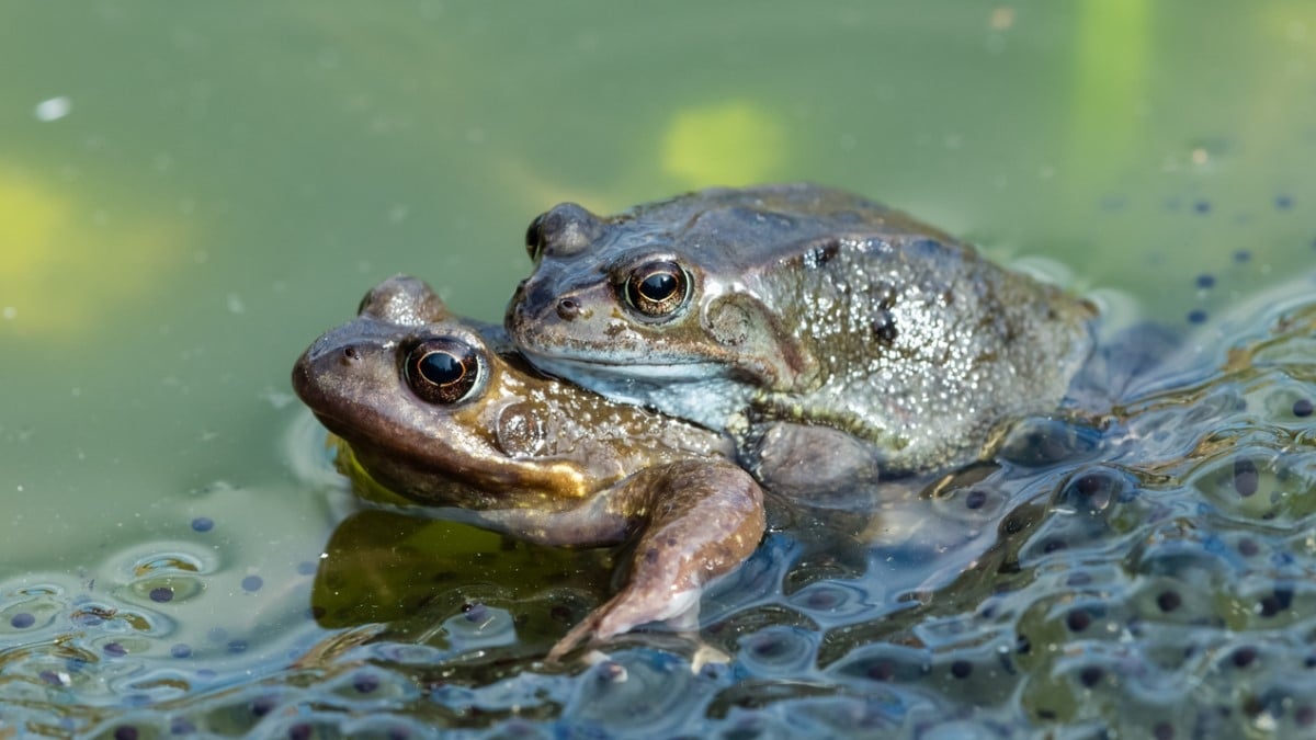 Les grenouilles femelles feraient semblant d'être mortes pour éviter les avances des mâles, selon une étude