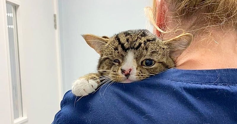 Ce chaton né avec une malformation congénitale a enfin été adopté par une personne aimante