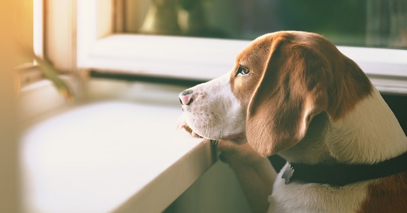 Oise : un chien veille sur son maître mort seul à son domicile depuis dix jours