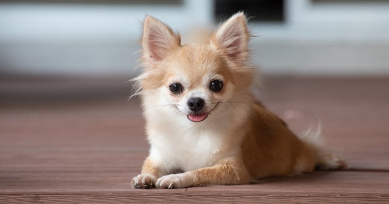 Chihuahua : 10 choses à savoir sur cette race de chien