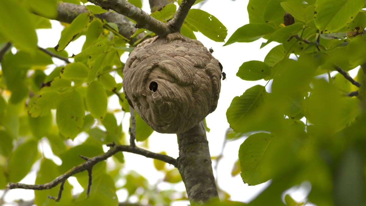 Des spécialistes alertent sur ces insectes dangereux qui envahissent les jardins en automne