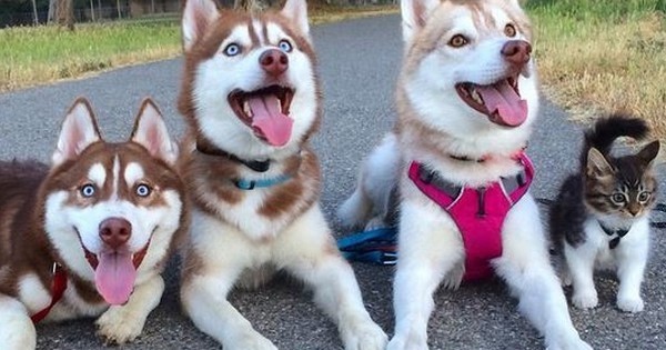 Découvrez ce chaton persuadé... d'être un Husky ! Les photos vont vous faire craquer !