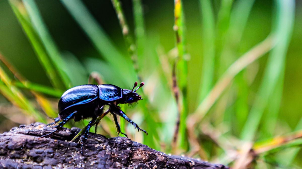 Il peut tirer 1 141 fois son poids, voici l'insecte le plus fort du monde
