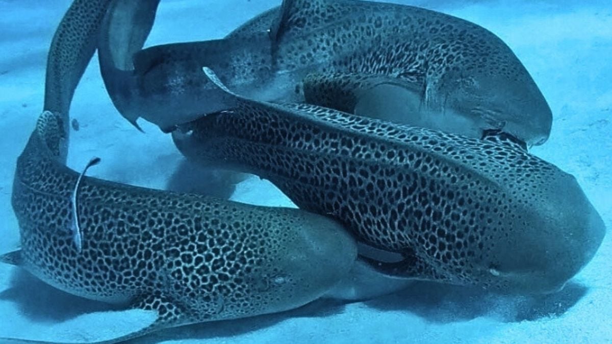 Des requins léopards filmés en plein « plan à 3 » pour la première fois de l'histoire