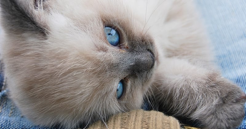 10 choses à savoir sur le chat birman, aussi appelé « sacré de Birmanie »