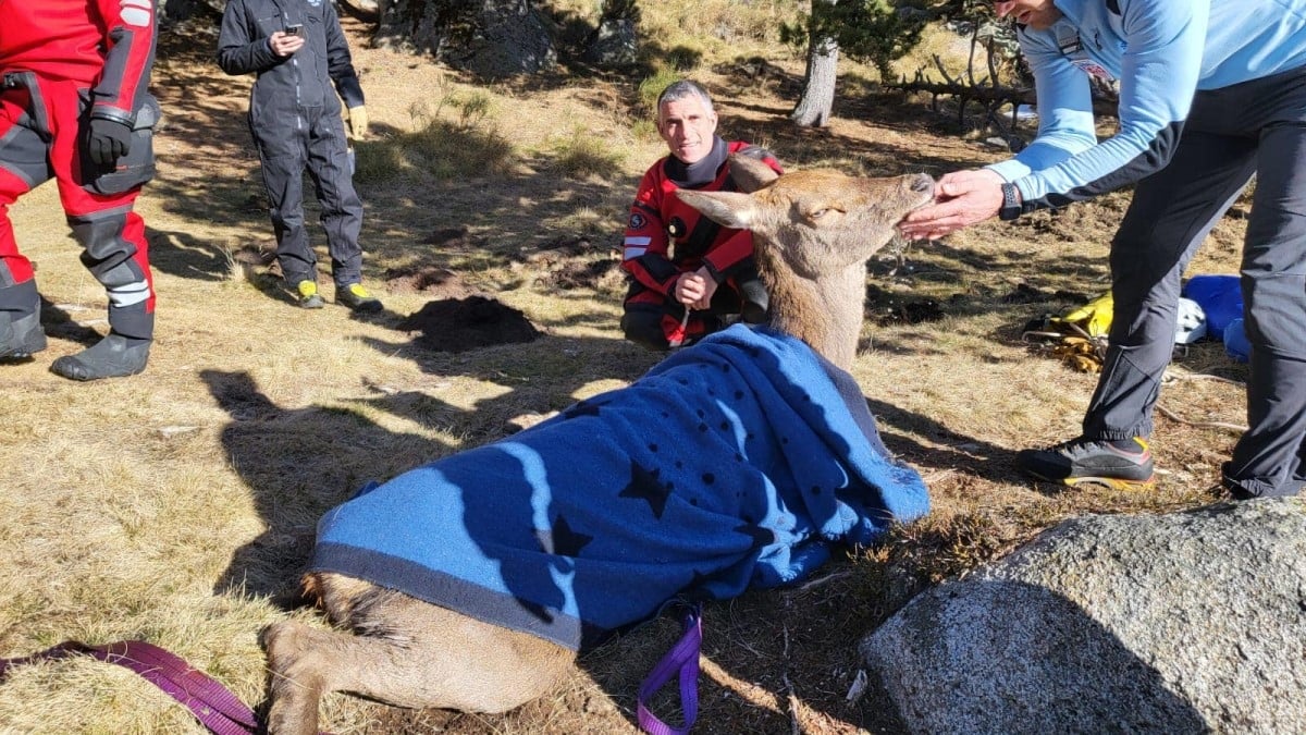 Dans les Pyrénées-Orientales, les pompiers sauvent la vie d'une biche prisonnière dans un lac gelé