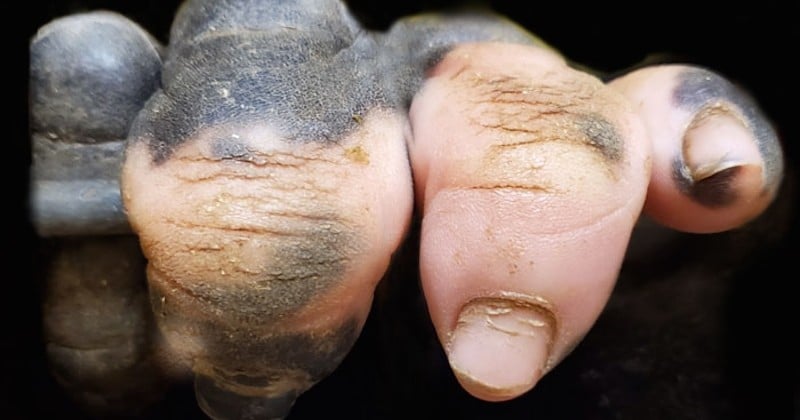 Un gorille né sans pigmentation sur les doigts est devenu une vraie curiosité pour les internautes