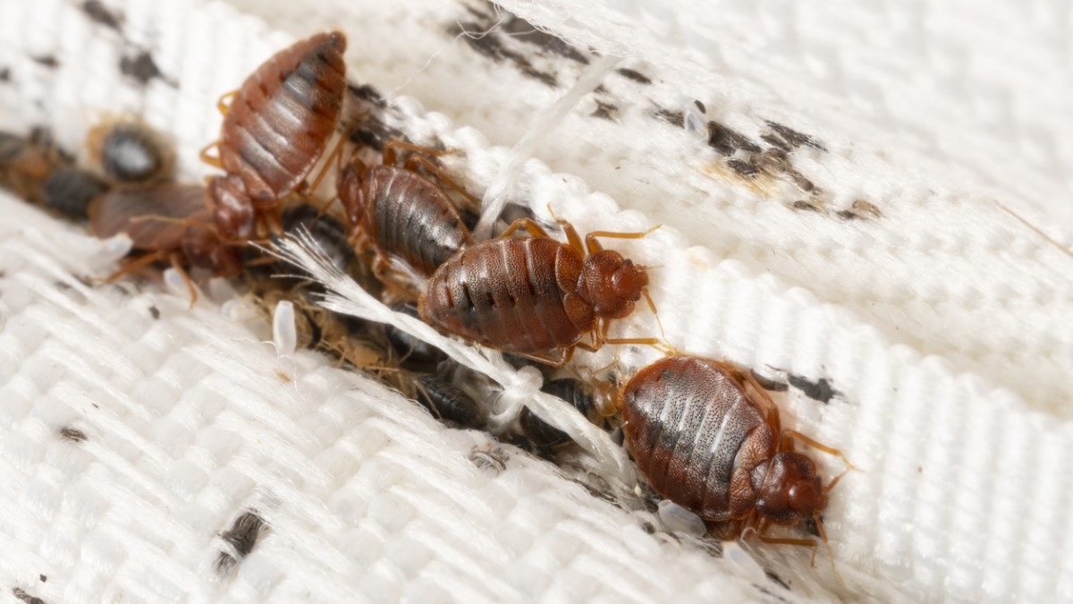 Punaises de lit : à quoi ressemblent les traces laissées par ces insectes sur notre literie ?