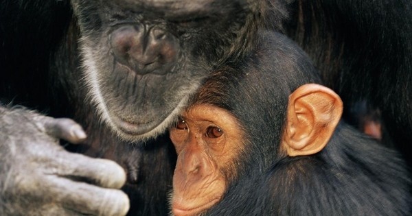 Les singes pourraient subir une extinction massive d'ici 25 à 50 ans... L'état des lieux terrifiant d'une équipe de chercheurs internationaux laisse présager un avenir très sombre pour les primates