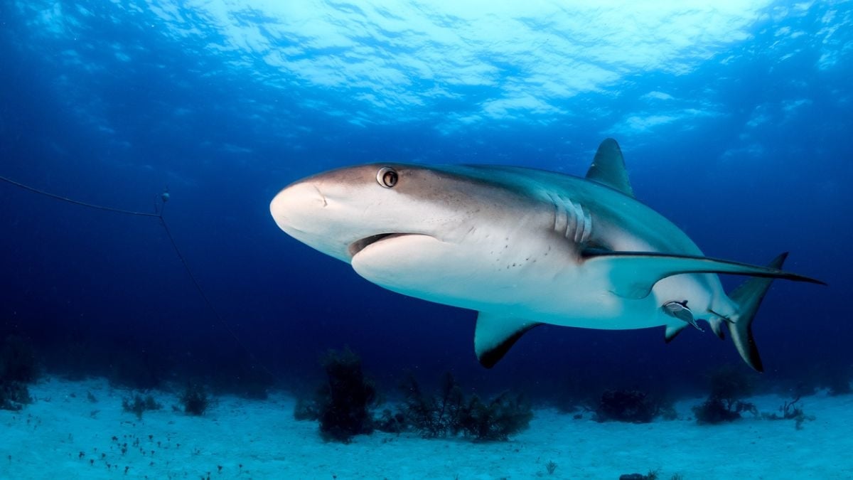 Face à un requin, voici ce qu'il ne faut SURTOUT pas faire ! 