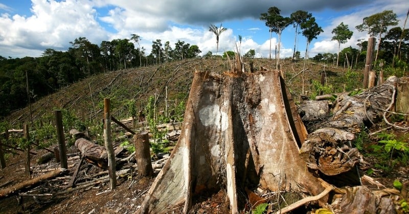 Au Brésil, la crise sanitaire du Covid-19 accélère de façon alarmante la déforestation