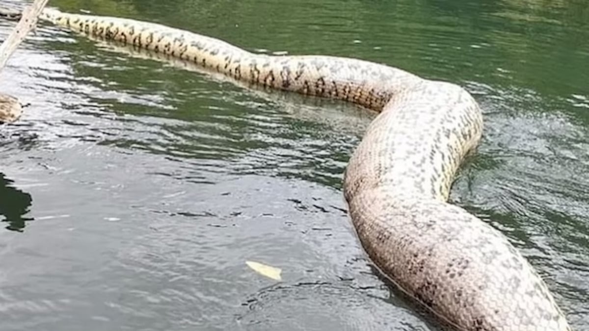 « Quelle perte triste et tragique » : le plus grand serpent du monde abattu par des chasseurs