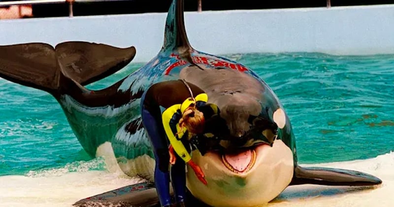 En captivité depuis 50 ans, l'orque Tokitae va retrouver la liberté