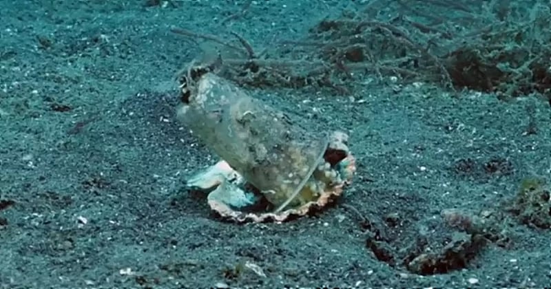 Vidéo : un plongeur offre un nouvel abri a une petite pieuvre qui vivait jusque-là dans un gobelet en plastique