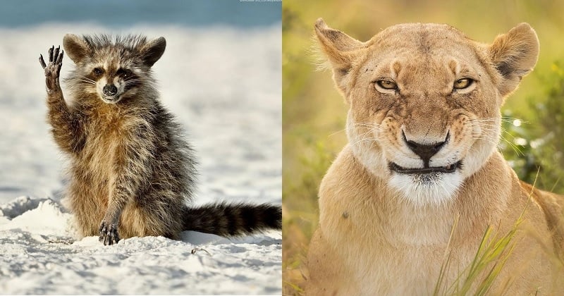 Ces 30 photos d'animaux hilarantes sont finalistes du concours Comedy Wildlife Photography Awards