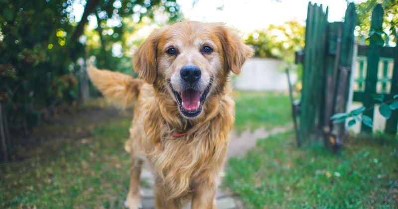 Les chiens ont une manière méconnue de manifester leur joie en retrouvant leur maître, et elle est adorable