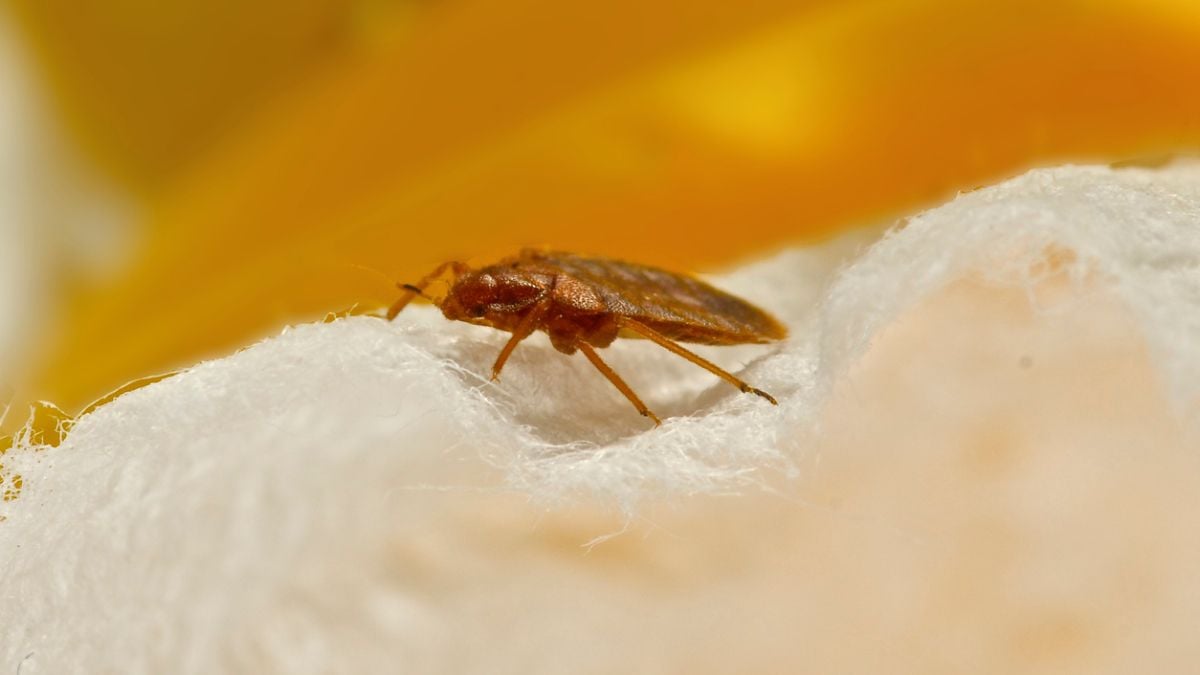 Invasion de punaises de lit : les erreurs à éviter !