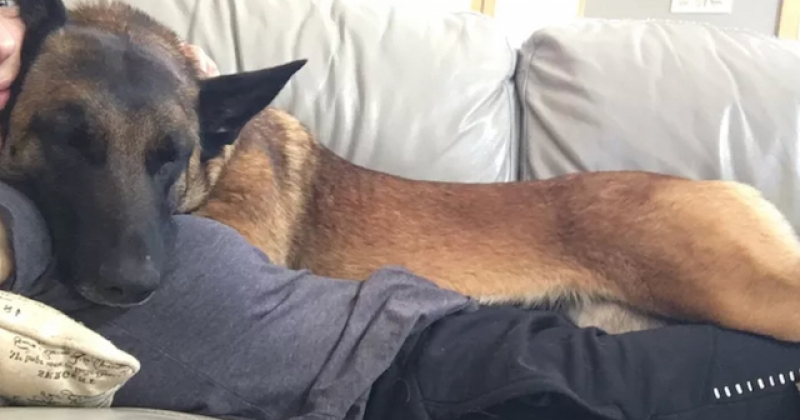 « Mon chien est mon héros et je lui dois la vie », ce malinois a sauvé sa maîtresse d'une attaque de puma